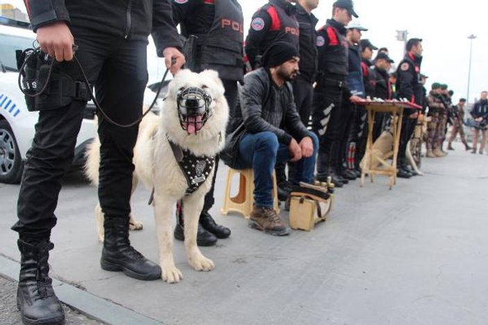 İstanbul'da yılbaşında kangal köpekleri görev yapacak