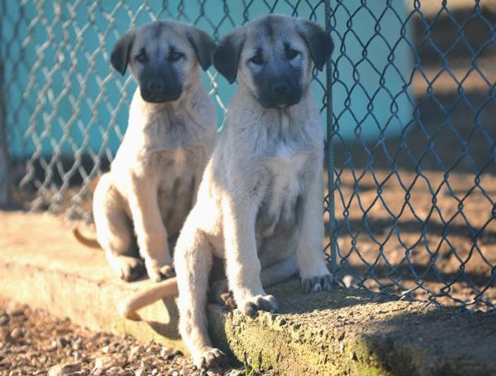 Kangal almak isteyen 7 ay beklemek zorunda