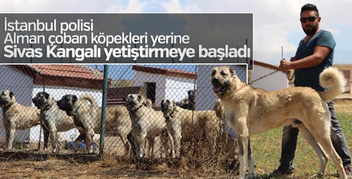 İstanbul'da yılbaşında kangal köpekleri görev yapacak