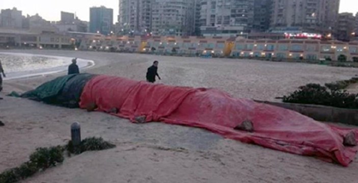 Akdeniz'de 13 metrelik balina karaya vurdu