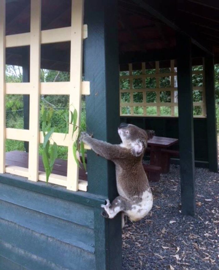 Avustralya'da direğe çivilenmiş ölü koala bulundu