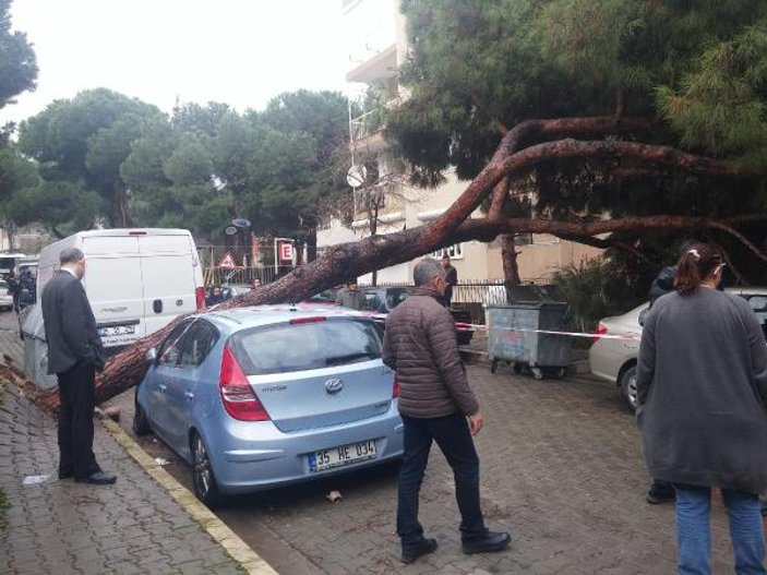 İzmir'de 2 otomobilin üzerine çam ağacı devrildi