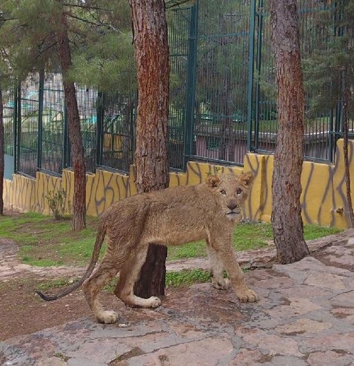 Erdoğan'a hediye edilen aslanlar yuvalarına kavuştu