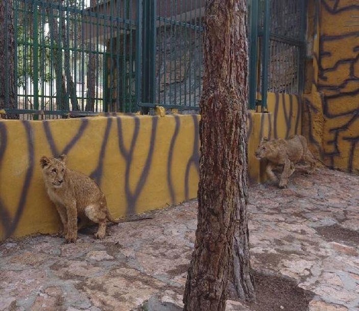 Erdoğan'a hediye edilen aslanlar yuvalarına kavuştu