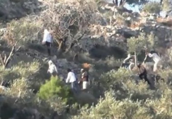 Yahudi yerleşimciler Filistinlilerin ağaçlarına saldırdı