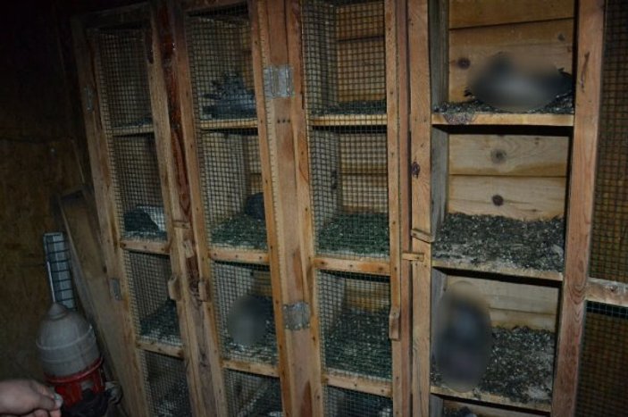 Adana'da 70 güvercin yakıldı