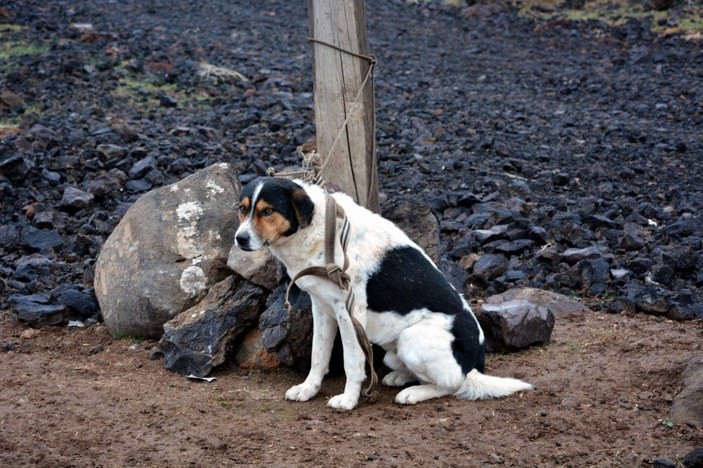 Şanlıurfa'da kuduz köpek alarmı