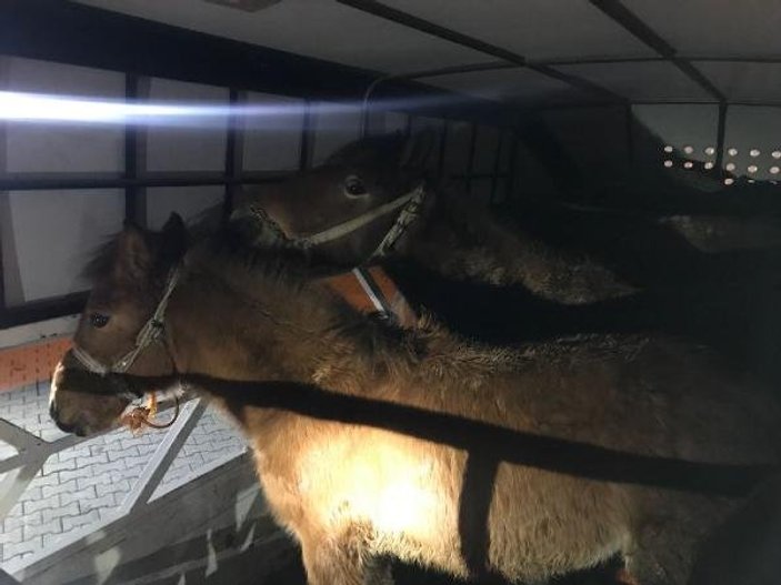 Kahramanmaraş'ta bir kamyonette 6 at ele geçirildi