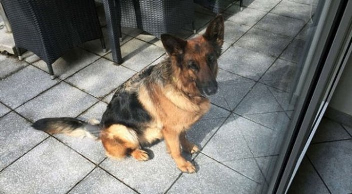 Almanya'da kaybolan köpek İsviçre'de bulundu