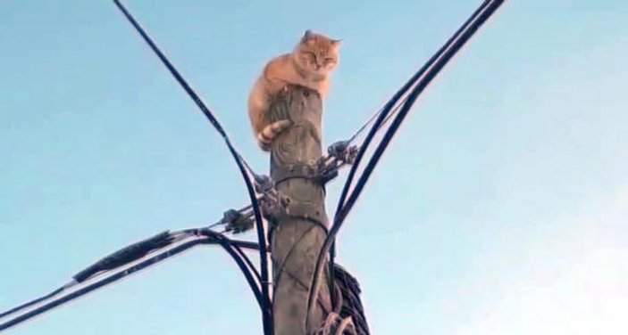 Köpek korkusundan direğe tırmanan kedi kurtarıldı