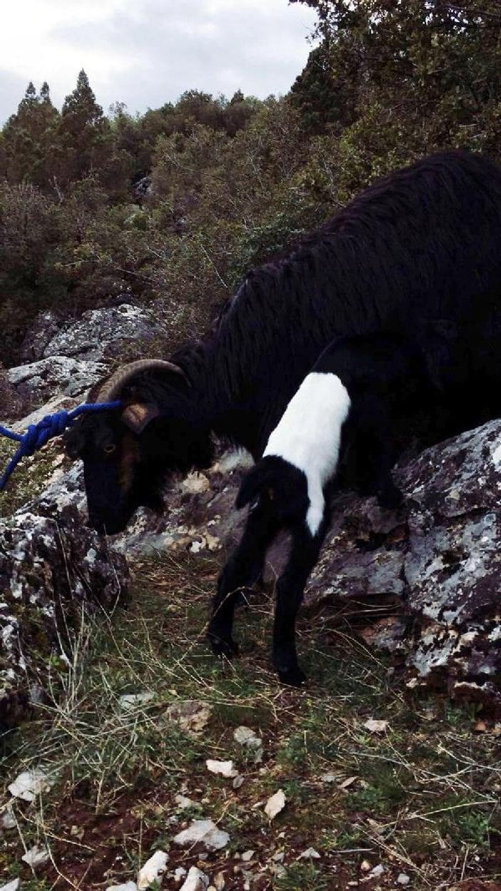 Kayalıkta doğum yapan keçi ile yavrusu kurtarıldı