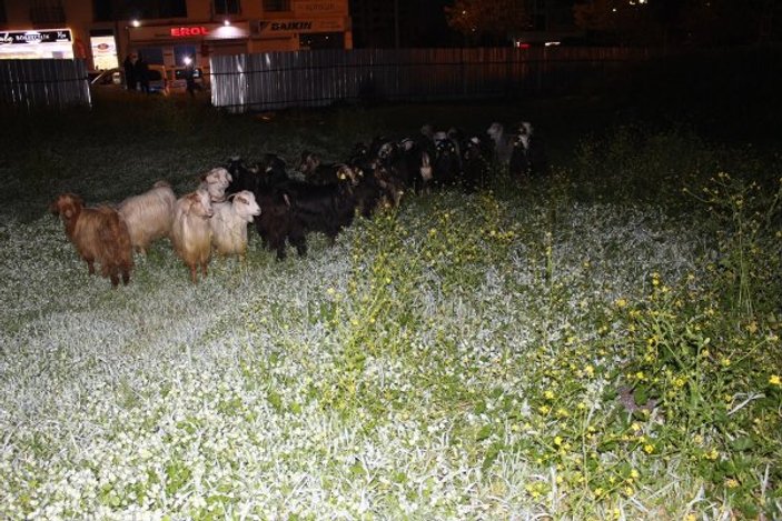 Adana'da çoban uyudu hayvanlar şehre indi