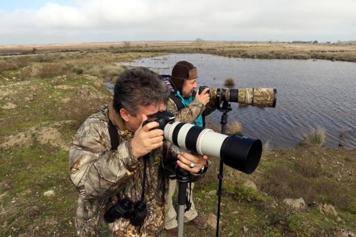 Gri başlı kız kuşu Kızılırmak Deltası'nda