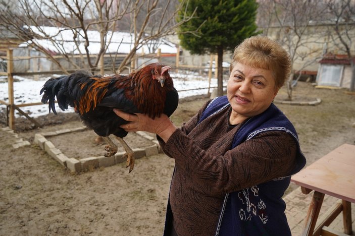 Beslediği tavukları horoza dönüşen kadın