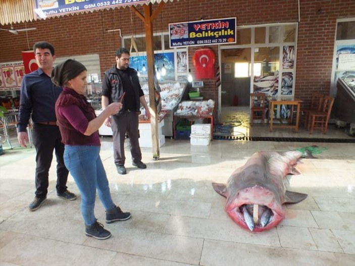Akdeniz'de 4 metrelik köpek balığı yakalandı