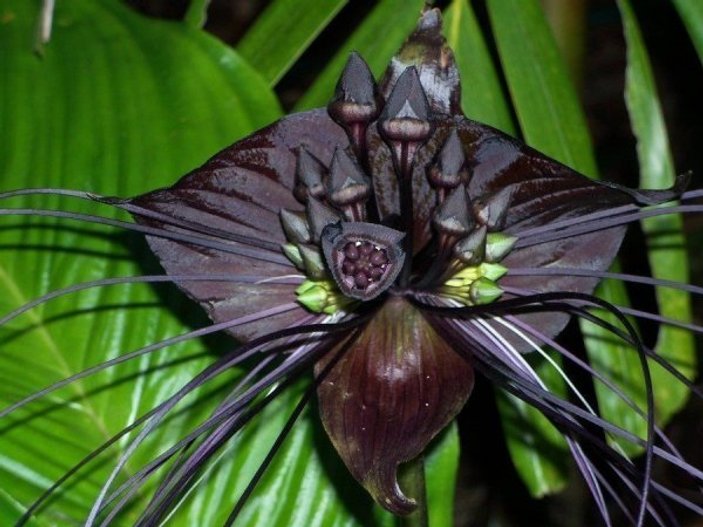 Çinli siyah yarasa çiçeği nedir