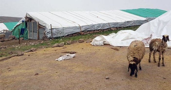 Tunceli'de 1 kedi, 14 koyunun ölmesine neden oldu