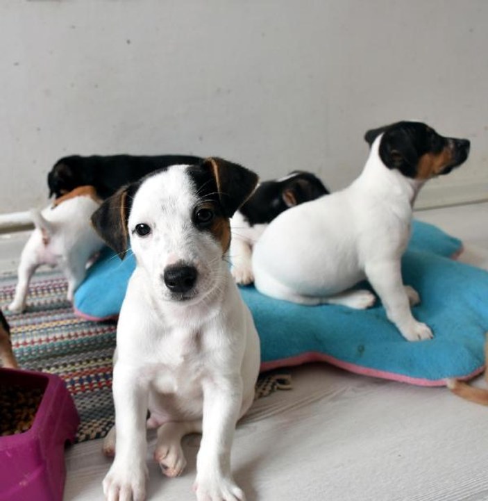 Kapıkule'de yavru köpekleri satın alan olmadı
