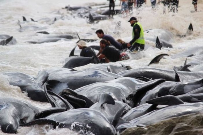 Avustralya’da 150 balina karaya vurdu