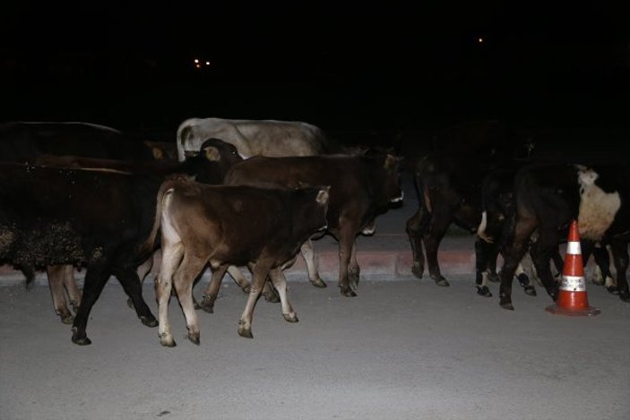 Adana'da çoban uyuyunca hayvanlar sokaklara girdi