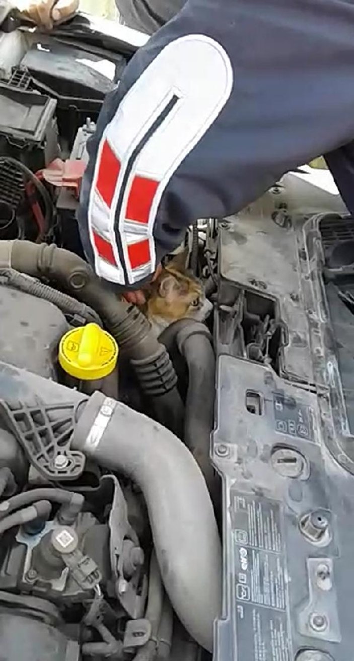 Kedi arabanın motoruna sıkıştı