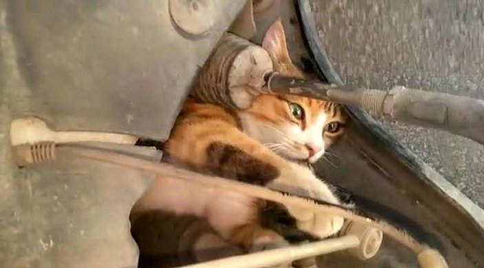 Kedi arabanın motoruna sıkıştı