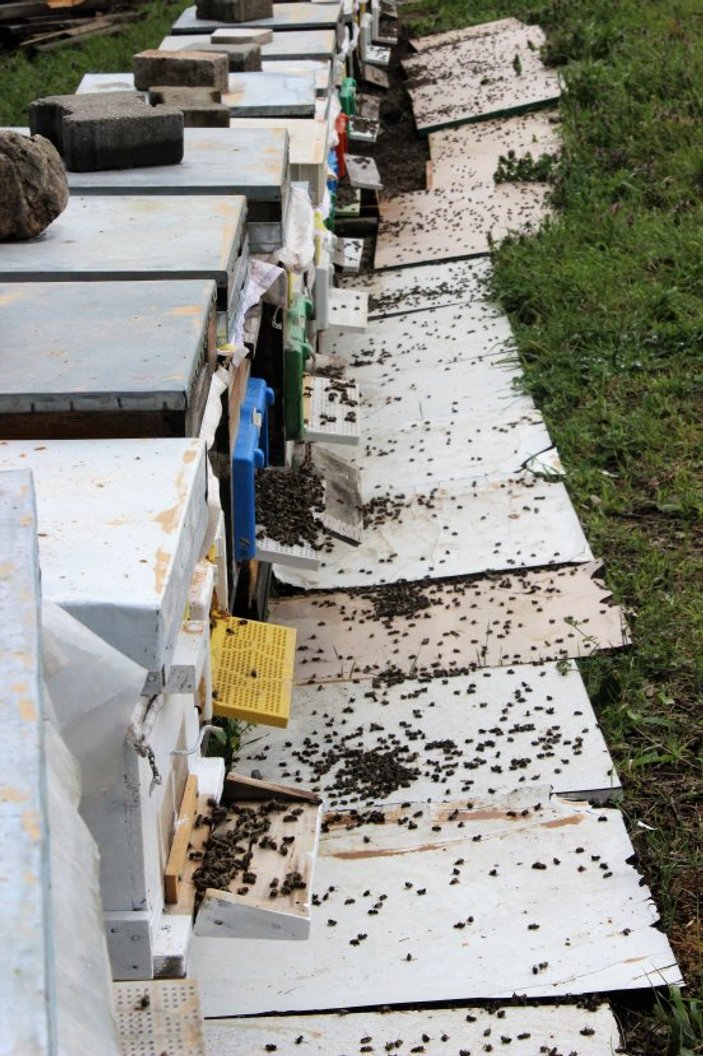 Çamurlu yağmurun ardından arılar öldü