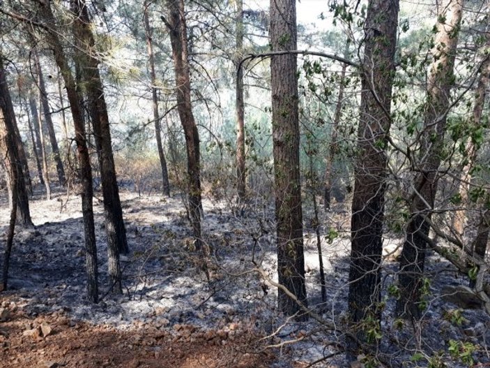 Teröristler Amanos'ta ormanı ateşe verdi