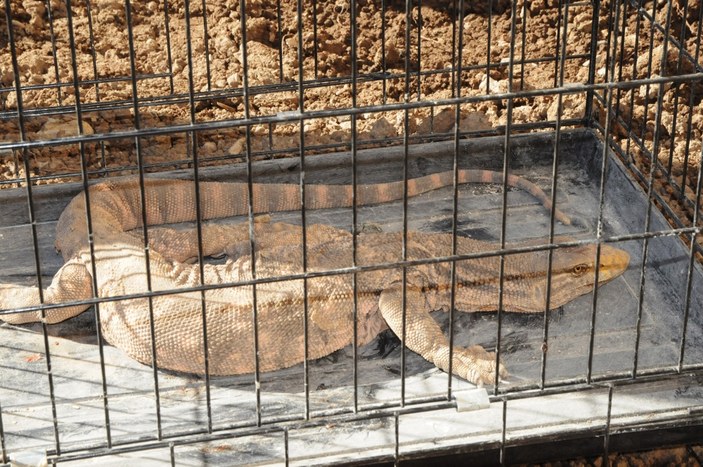 Yok olma tehlikesindeki çöl varanı Şırnak'ta bulundu
