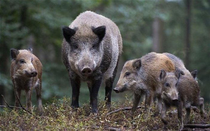 Polonya domuzlara karşı bin 200 kilometrelik duvar örecek
