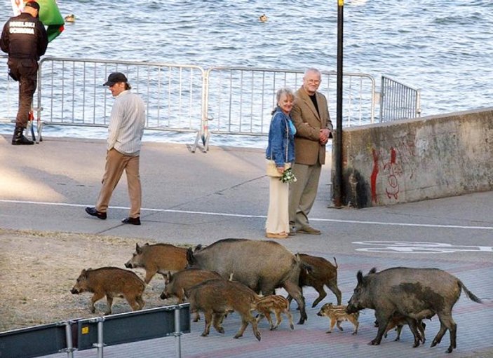 Polonya domuzlara karşı bin 200 kilometrelik duvar örecek