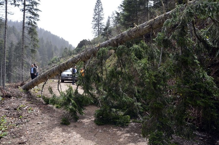Ordu'da ağaçlar fırtınanın şiddetine dayanamadı