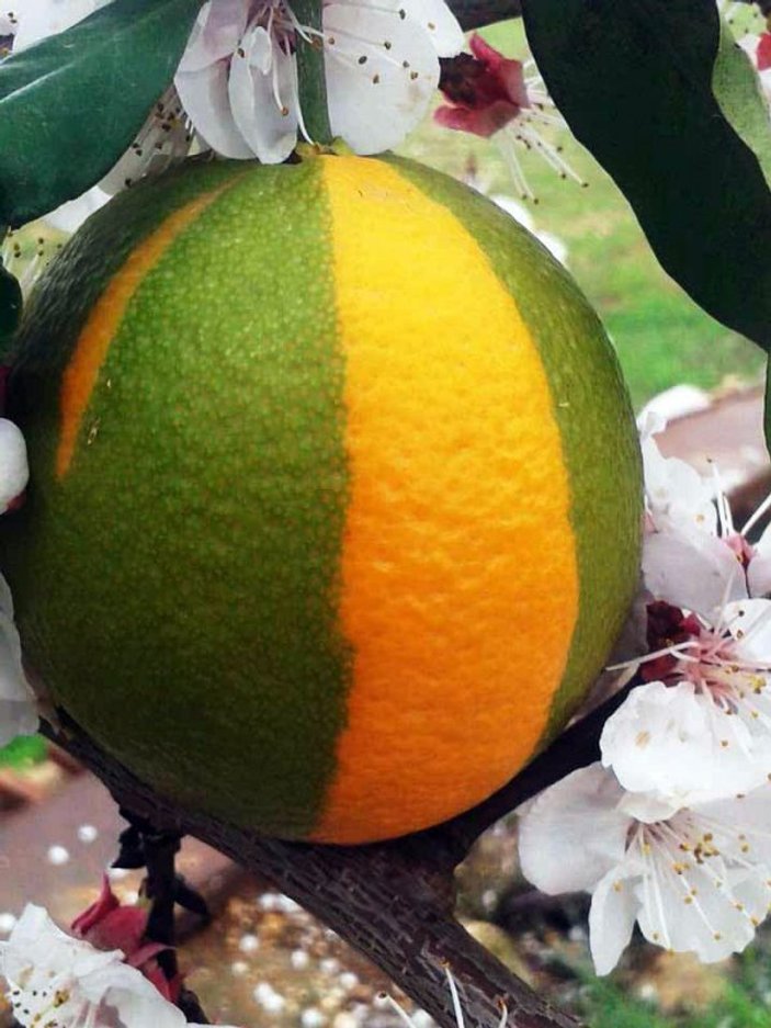 Aşılamadan dolayı portakalın yarısı limon halinde çıktı