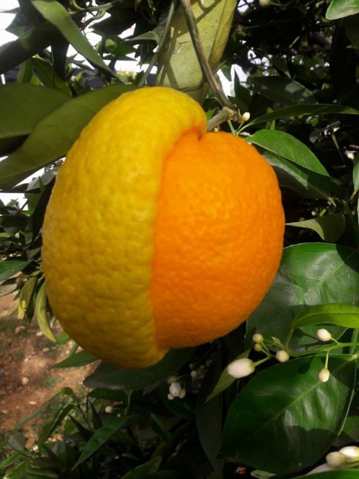 Aşılamadan dolayı portakalın yarısı limon halinde çıktı
