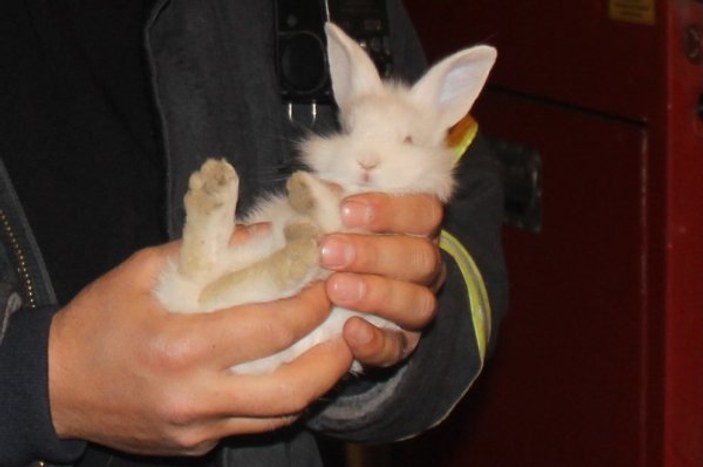 Tavşanı kurtarmak için 3 saatlik çalışma sonuç verdi