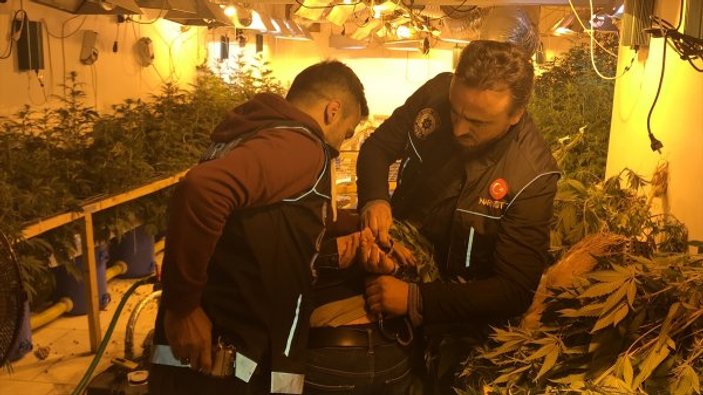 İzmir'de skunk üreten 3 kişi yakalandı