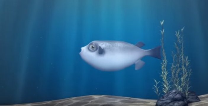 Yemek olmamak için direnen balığın dramı:  Fugu Balık