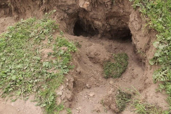 Cizre'de yakalanan çöl varanı tedavi edildi