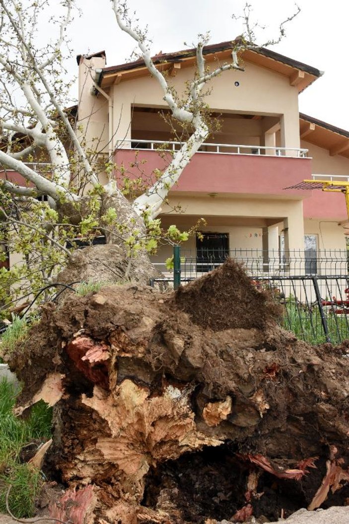 Çanakkale'de fırtına 100 yıllık çınar ağacını devirdi