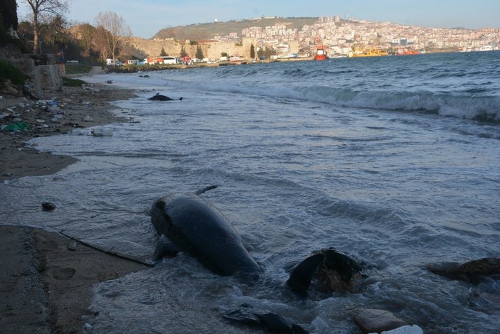 Sinop’ta kıyıya vuran yunus sayısı 32 oldu