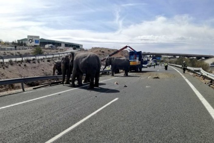 İspanya'da filler yolları kapattı