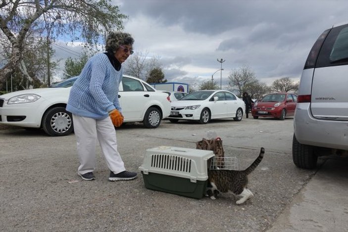 Hayatını sokak kedilerine adadı
