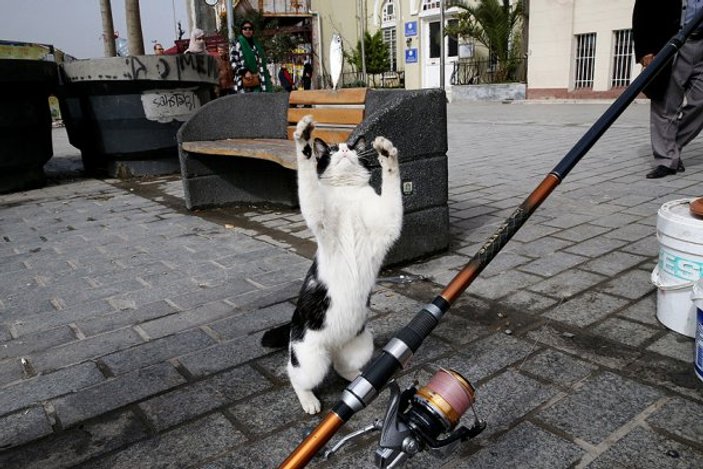 İstanbul sokakları kedilere emanet