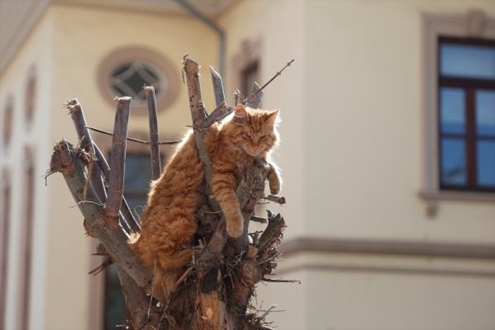Tekirdağ'da ağaçtan inemeyen kediyi itfaiye kurtardı