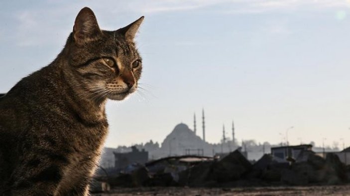İstanbul sokakları kedilere emanet