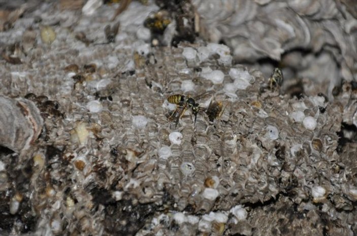 Aydın'da çatıya yuva yapan arılar ev sahibine saldırdı