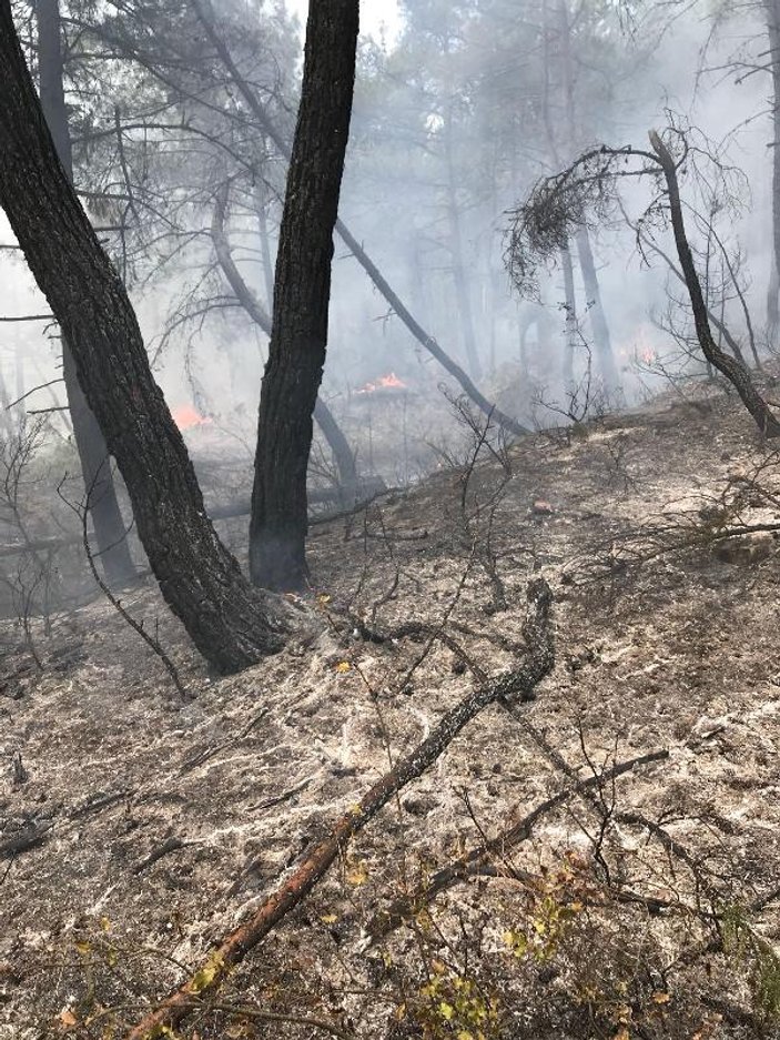 Bursa'da 8 hektar orman yandı