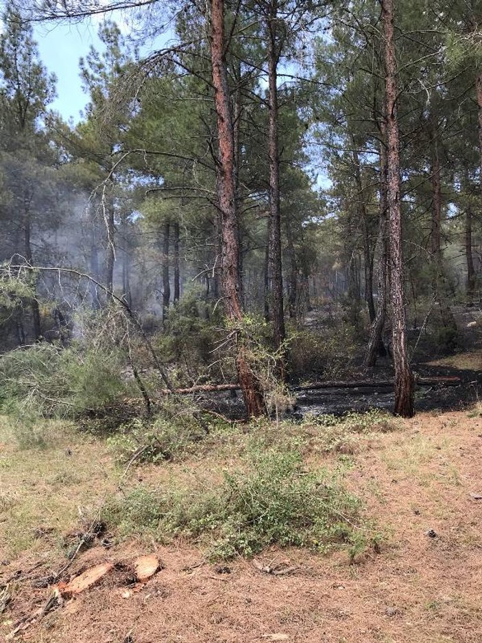 Bursa'da 8 hektar orman yandı