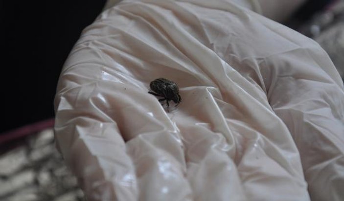 Bursa'da tarlaya atılan böcekler 'bakla zınnı' çıktı