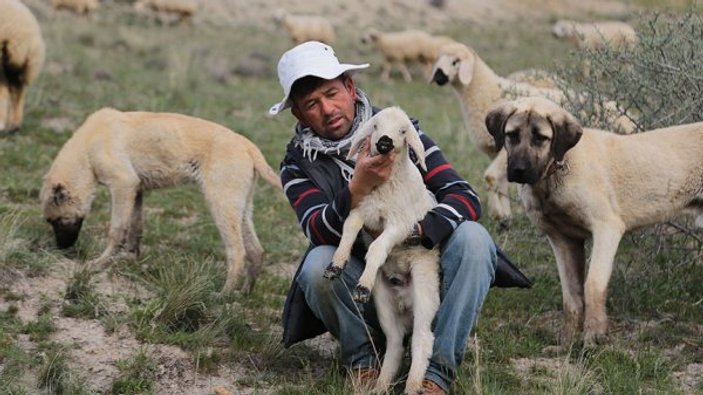 Yerli çoban sıkıntısı Afganlara istihdam sağladı